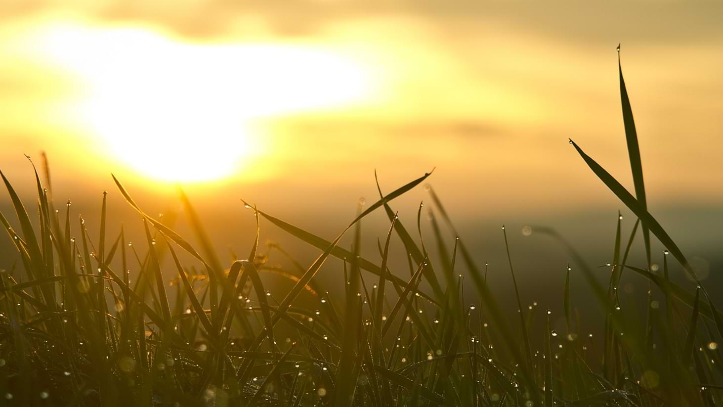 Field of grass at sunset