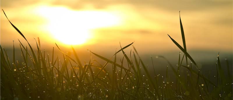 Sunrise over a field of grass